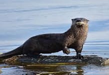 Otters Spotted In Kashmir Waters, Residents Thrilled, Worried Otters - The News Today - TNT