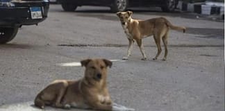 Eight-year-old girl becomes Karachi’s first rabies fatality of the year